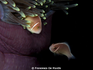 Purple home for two orange clown fishes
Canon EOS 450D +... by Francesco De Marchi 